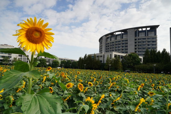 浙江工商大学30亩向日葵田迎来盛放佳期